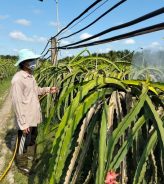 Khi nào nên phối hợp thuốc? Những lưu ý tránh gây cháy cây, giảm hiệu quả