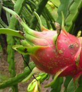 5 loại bệnh thường gặp trên cây thanh long và cách xử lý hiệu quả