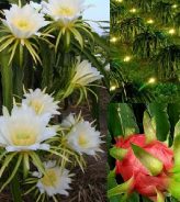 Bí quyết xử lý ra hoa nghịch vụ đúng kỹ thuật, tránh hao cây