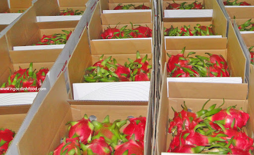 Thị trường thanh long xuất khẩu 2025: Người trồng cần chuẩn bị gì?